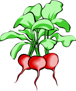 20+ Beet Clipart Images for 2023 - MasterBundles
