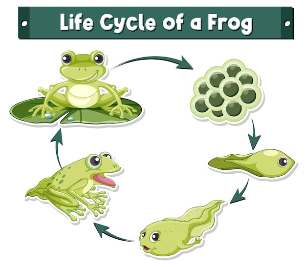 Frog Life Cycle Clip Art in 2023 | Frog life, Lifecycle of a frog 