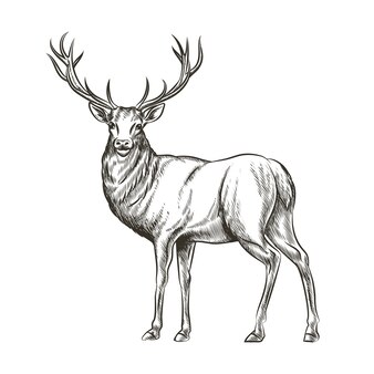 whitetail buck clipart