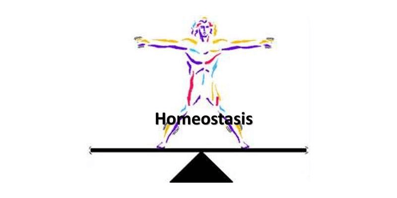 Scale Clipart Homeostasis - Scales Of Justice Clip Art - Free - Clip ...