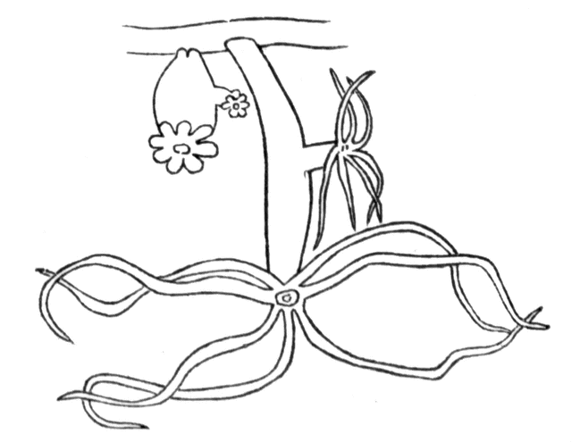 hydra clipart