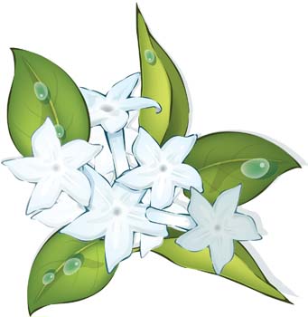 jasmine flower clipart