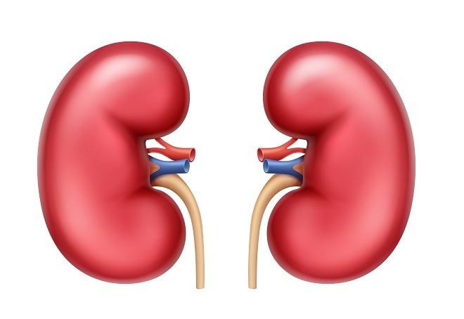 kidney transplant clipart
