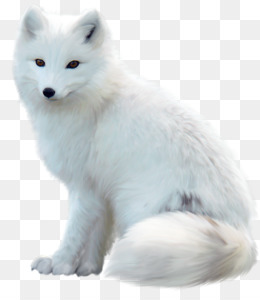silver fox clipart