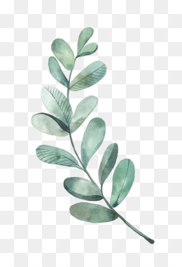 free eucalyptus clipart