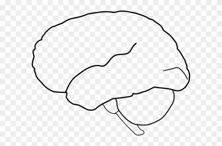 Vector outline illustration of human brain on white background - Clip ...