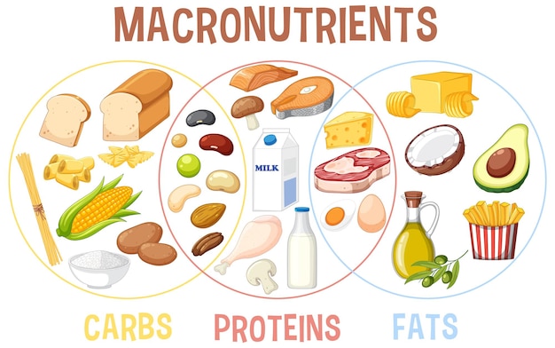 Carbohydrate Vectors Clipart Illustrations For Free Download Clip 