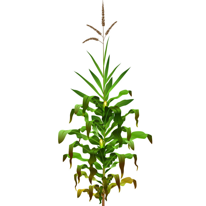 corn plant clipart