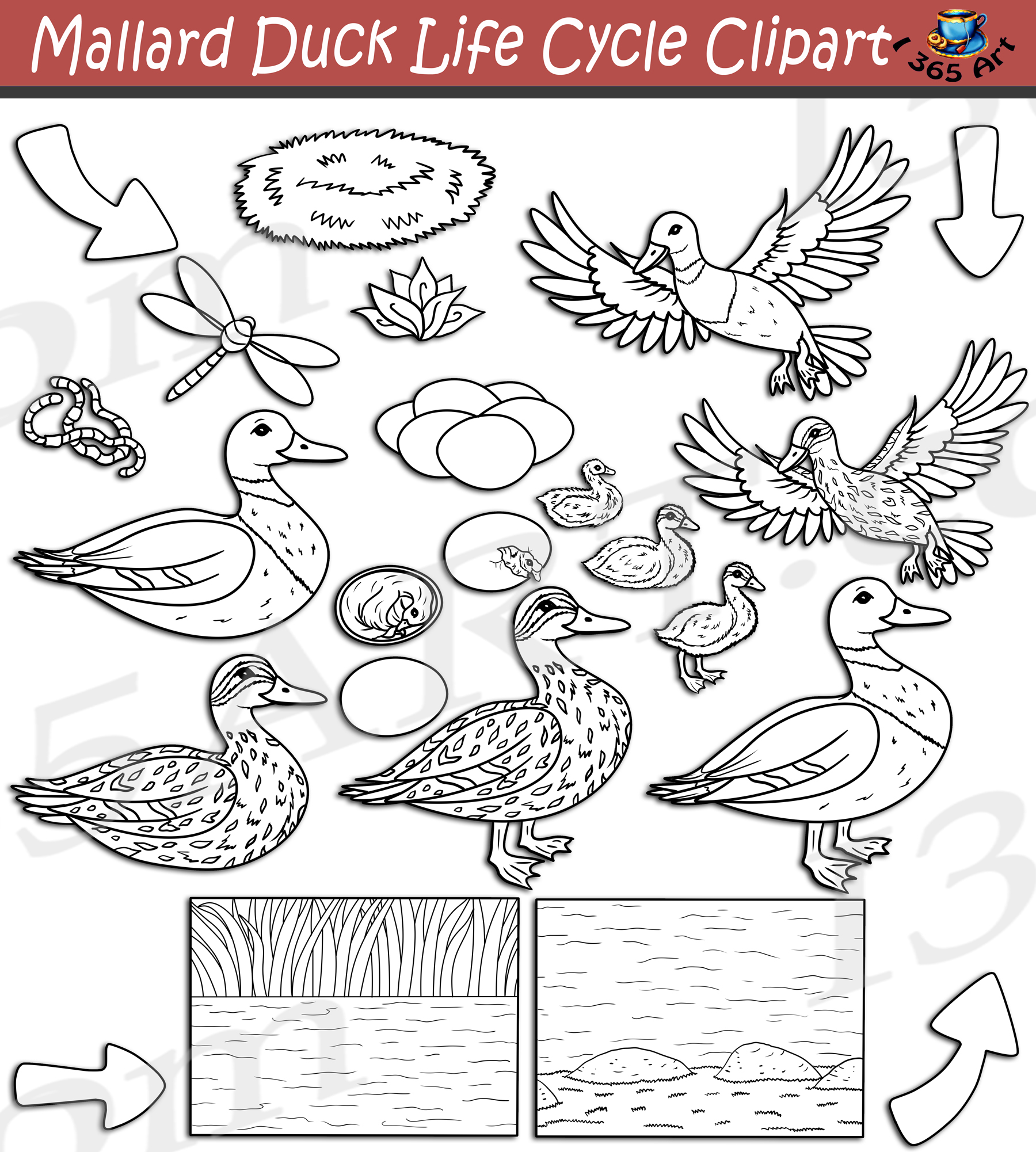Duck wild bird, mallard waterfowl - vector clipart