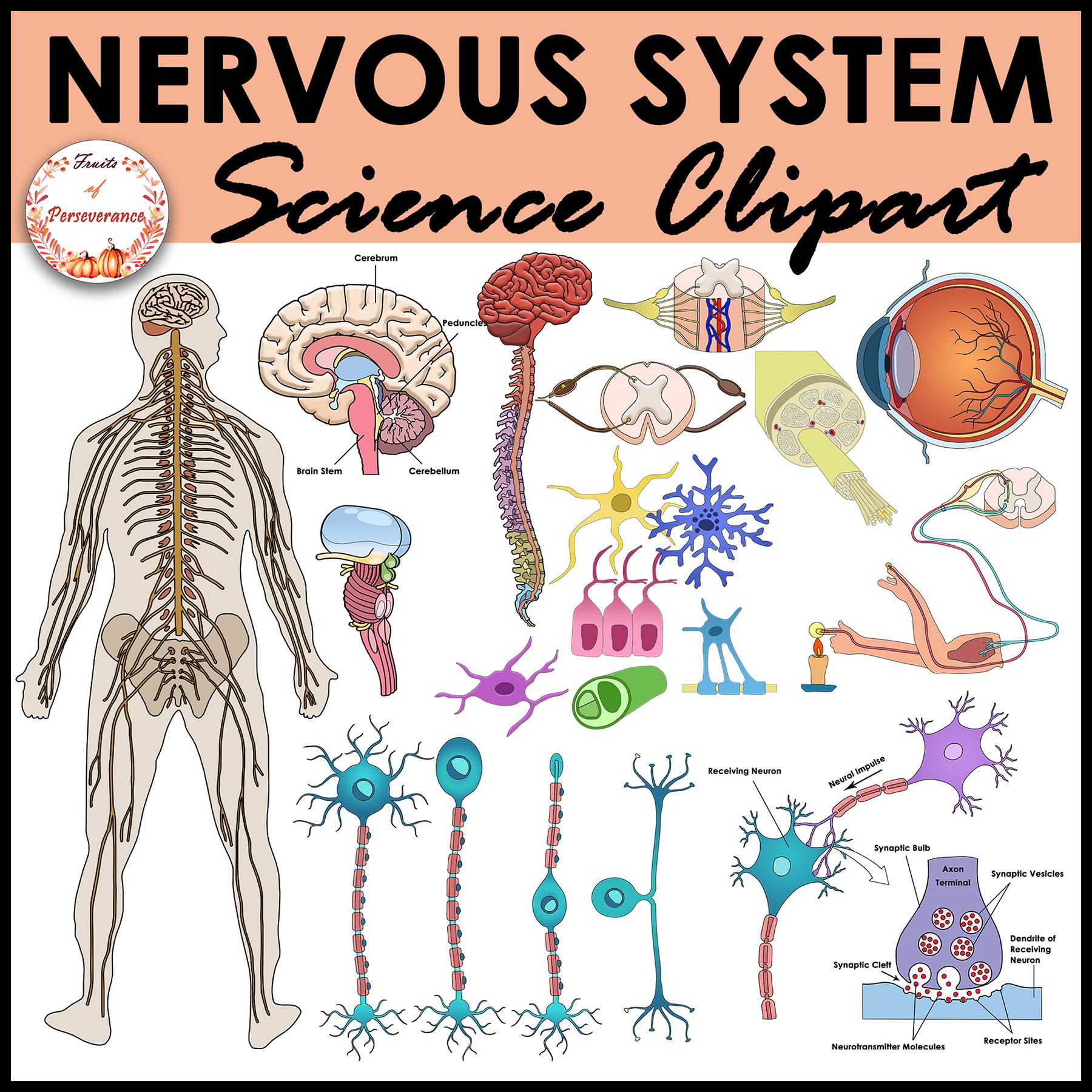 Nervous System In Human Body Illustration Royalty Free SVG - Clip Art ...