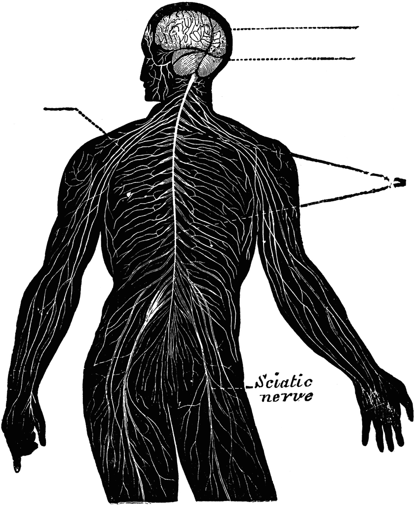 Nerve Clip Art Silhouette @ Silhouette.pics