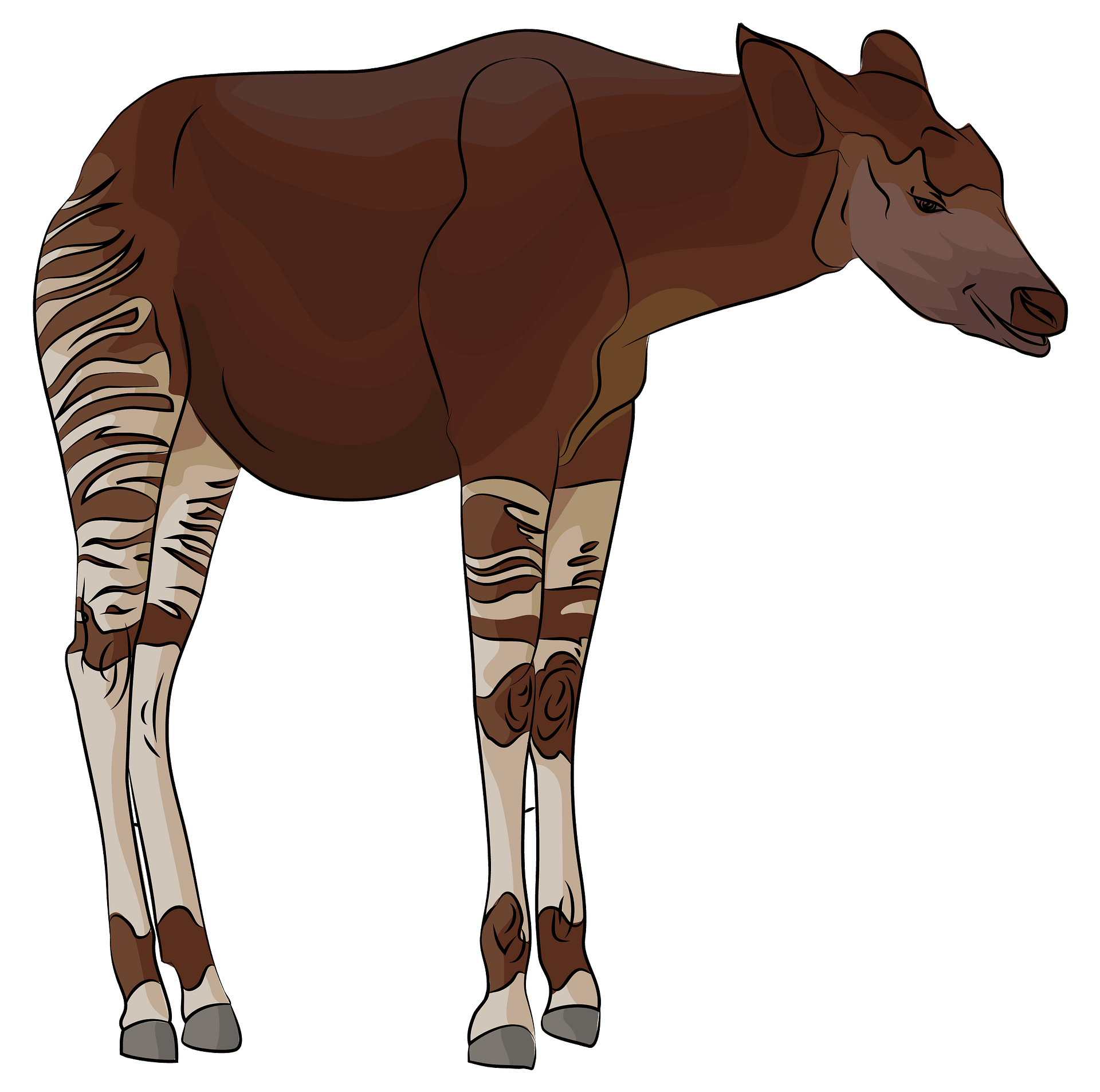 Okapi Vintage Animal illustration Clip Art, Clipart, Fussy Cut By ...