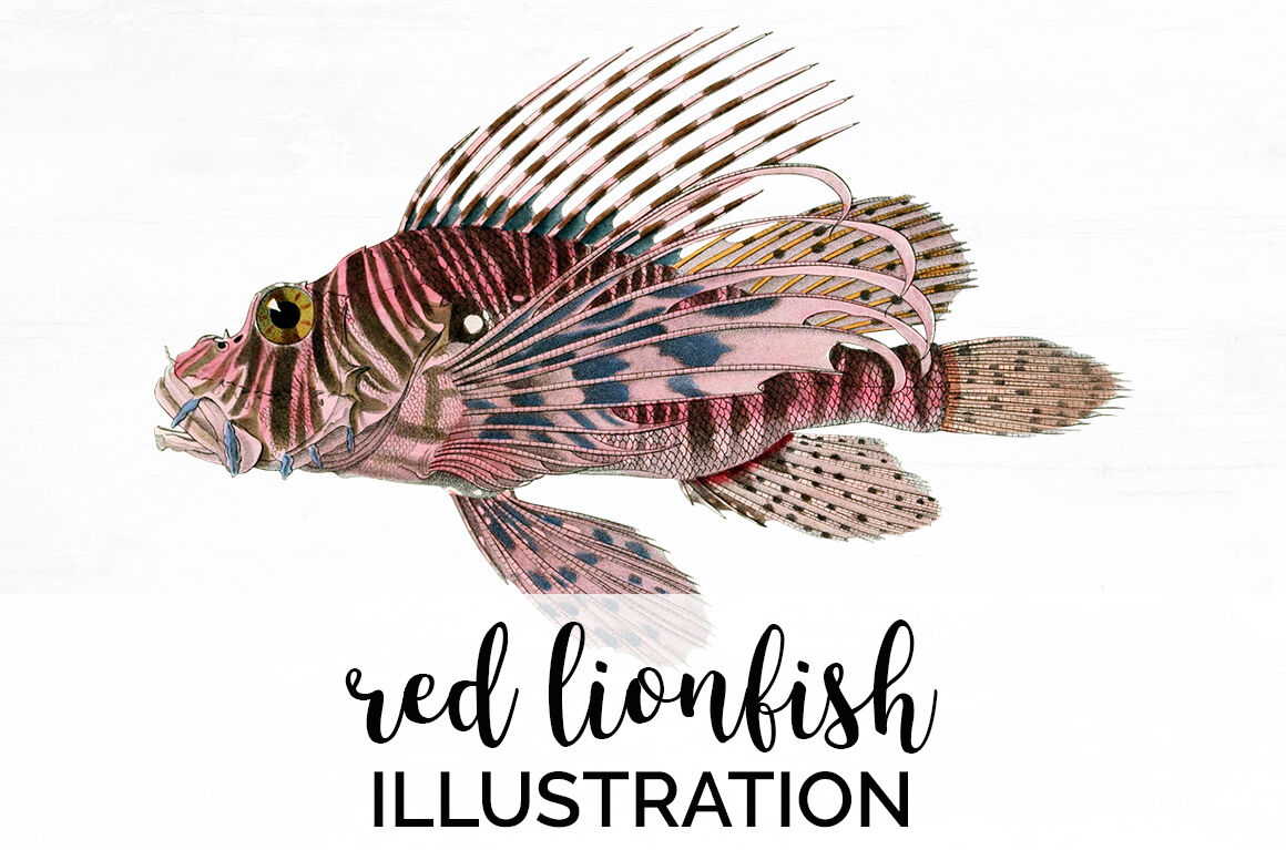 Lionfish PNG Transparent Images Free Download | Vector Files | Pngtree