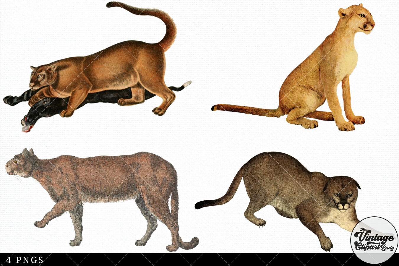 cougar clipart