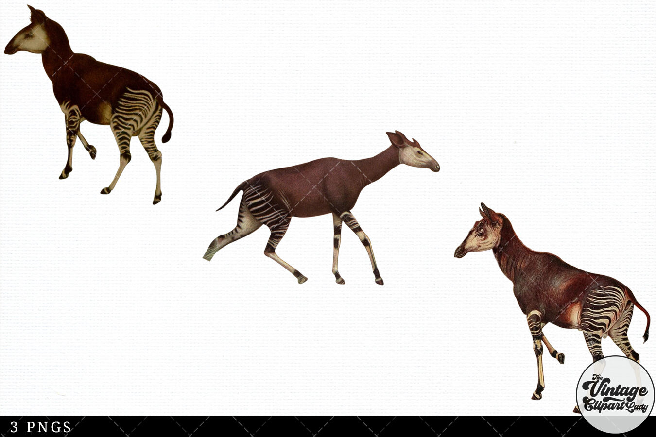 Okapi Silhouette Stock Illustrations – 47 Okapi Silhouette Stock 
