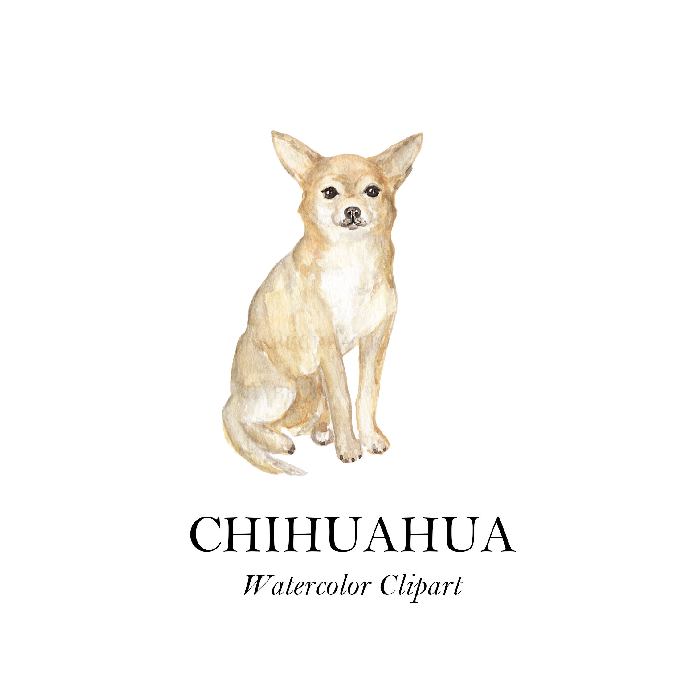 chihuahua clipart