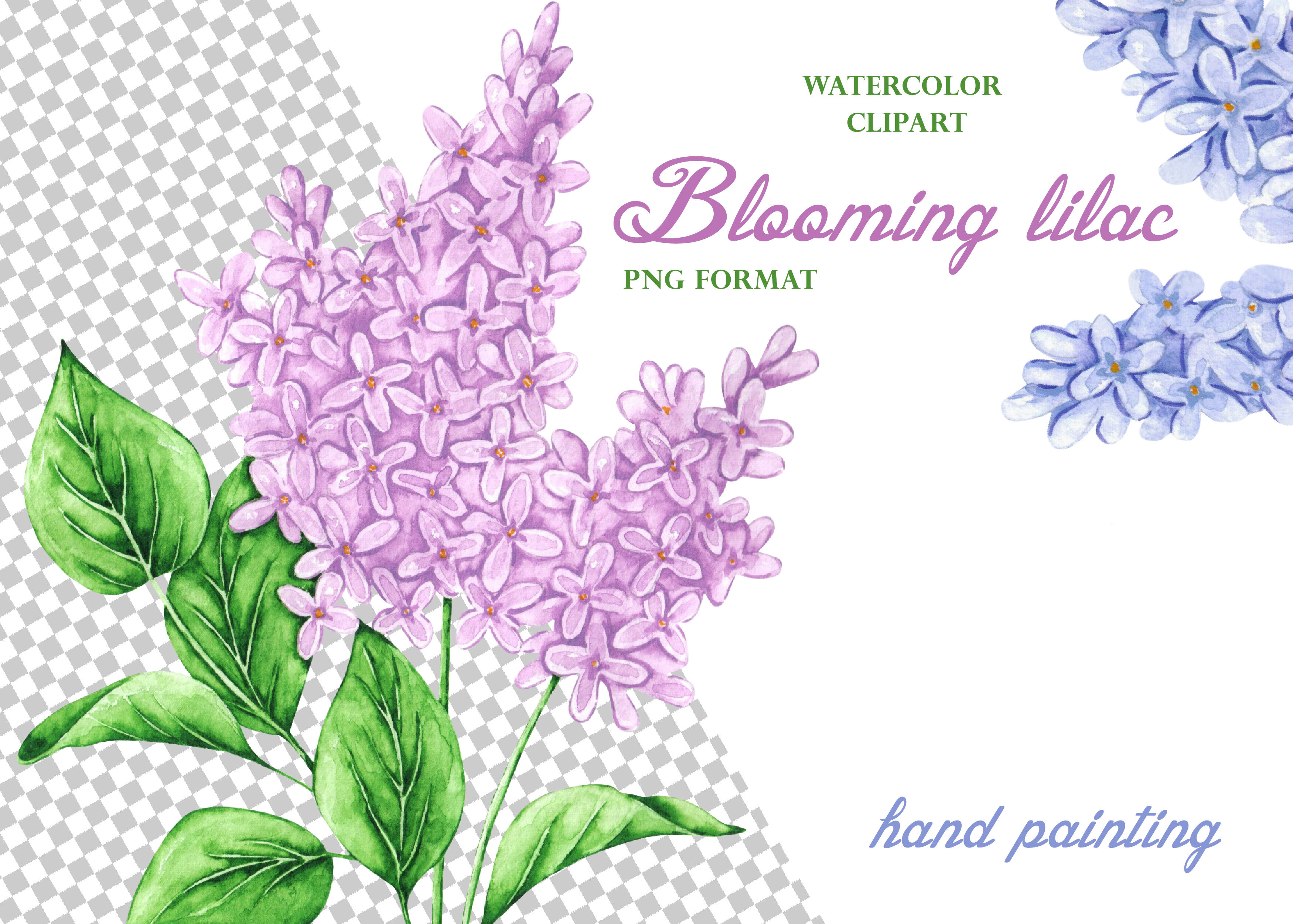 lilac flower clipart