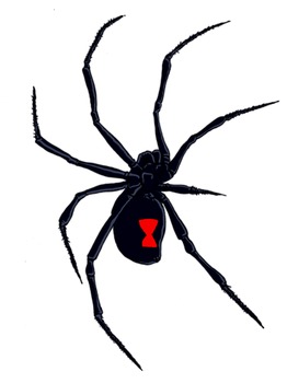 spiders clipart