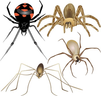 Spider Clip Art - Spider Images