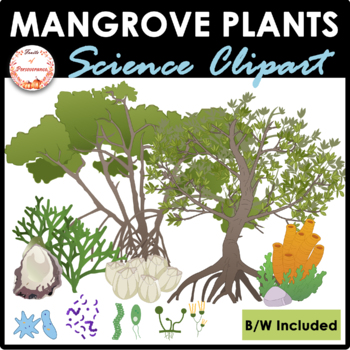 Free: Green trees illustration, Avicennia germinans Loop-root 