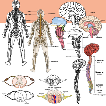 nervous system clipart