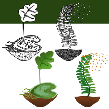 Moss Clipart Images | Free Download | PNG Transparent Background 