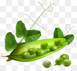 Soybean Clipart - Lima Beans Clip Art - Free Transparent PNG 