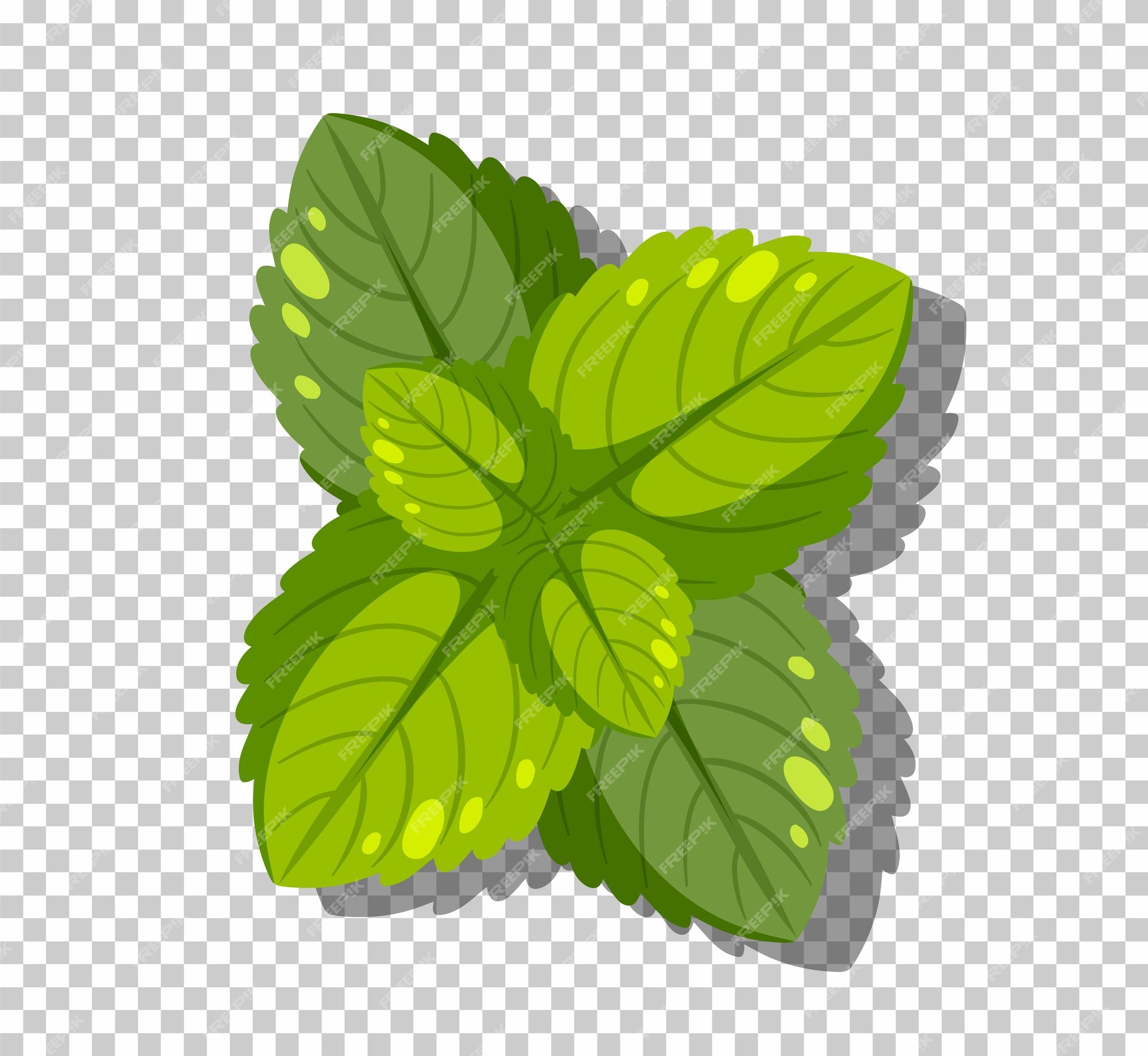 Premium PSD  Mint leaf on transparent background png clipart