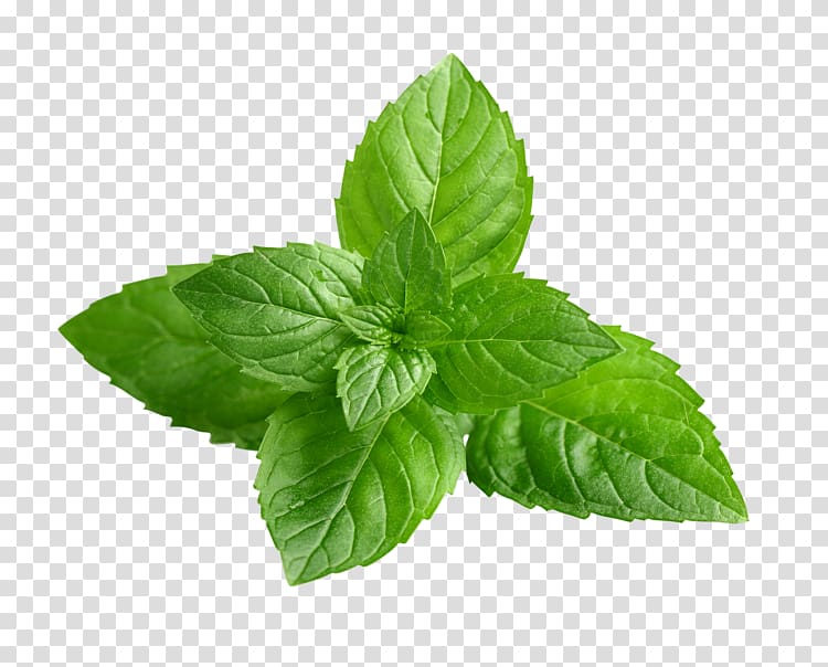 mint clipart