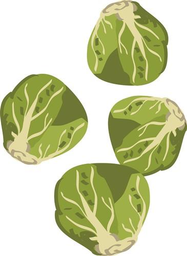 brussel sprout clipart