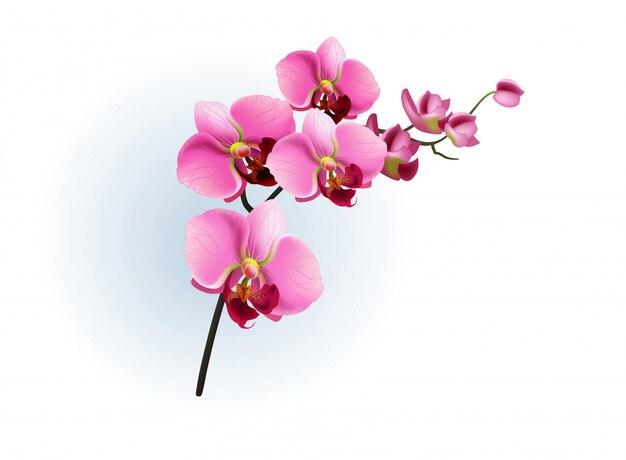 Orchid Clipart Vector Images (over 350)
