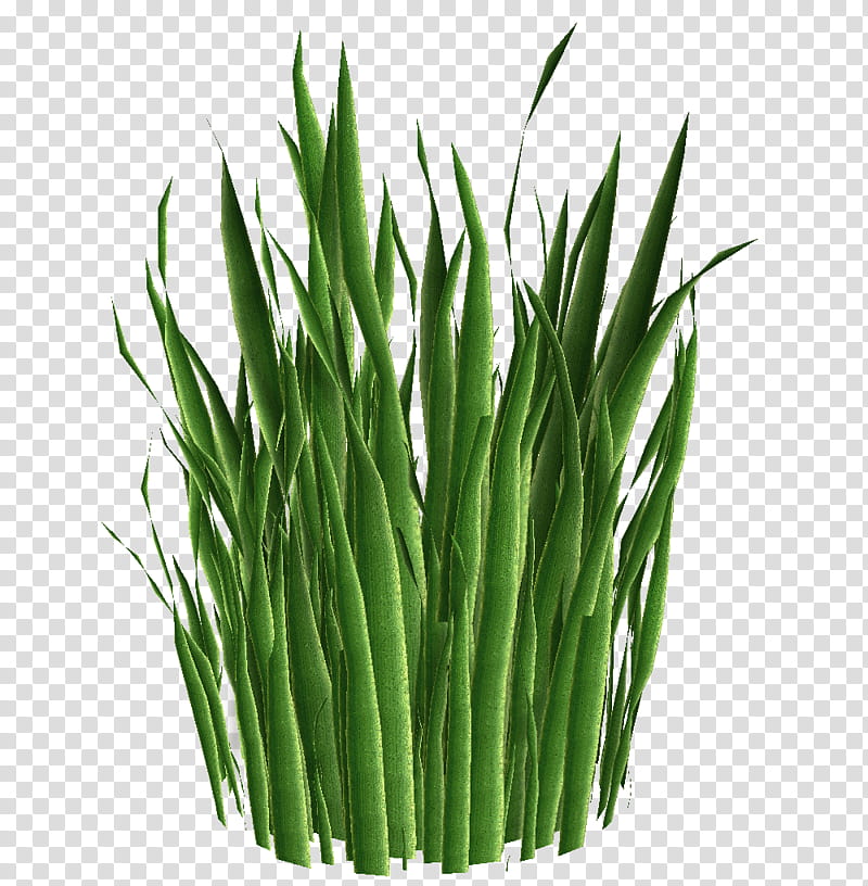 plant clipart transparent background