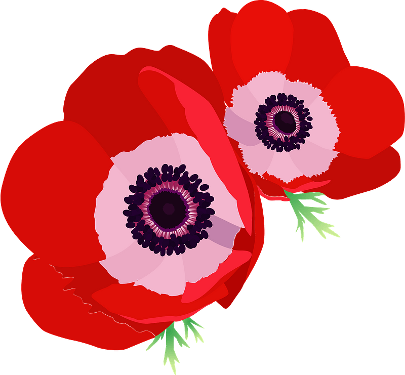 Poppy png. Цветы вектор. Анемон красный рисунок. Анемоны цветы клипарт. Анемон цветок вектор.