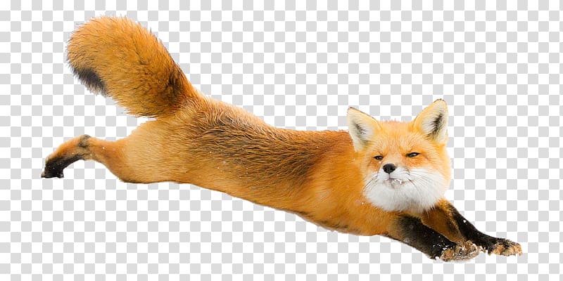 silver fox clipart