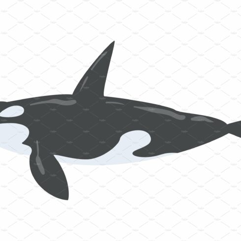 orca whale clipart