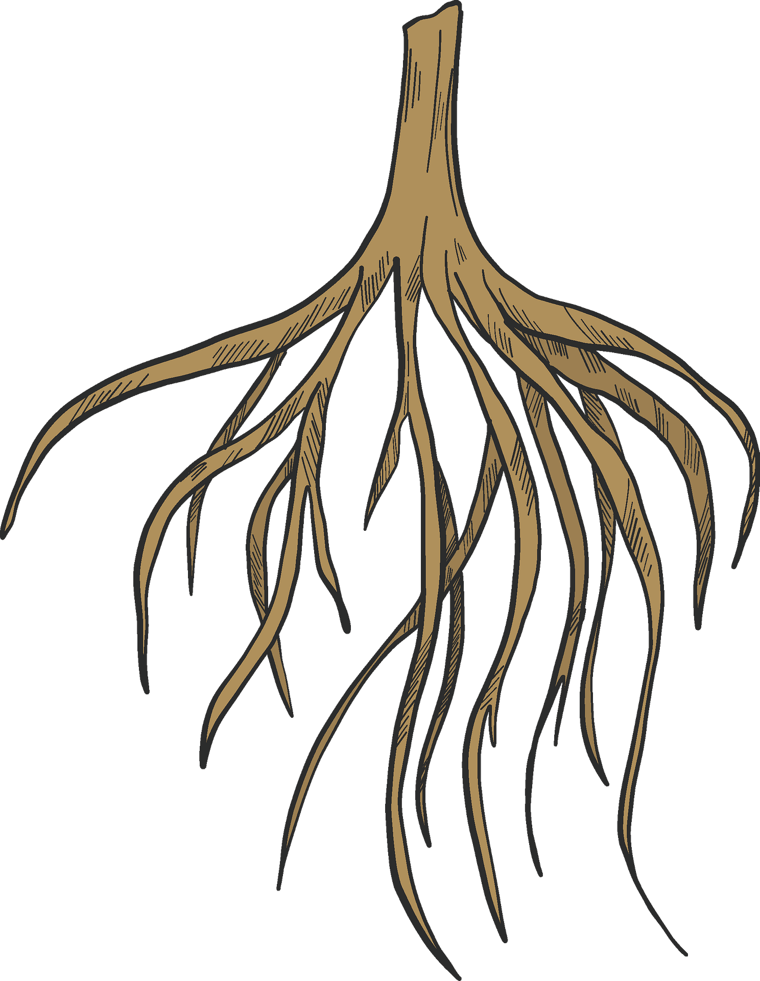 Download Tree, Roots, Nature. Royalty-Free Vector Graphic - Pixabay ...