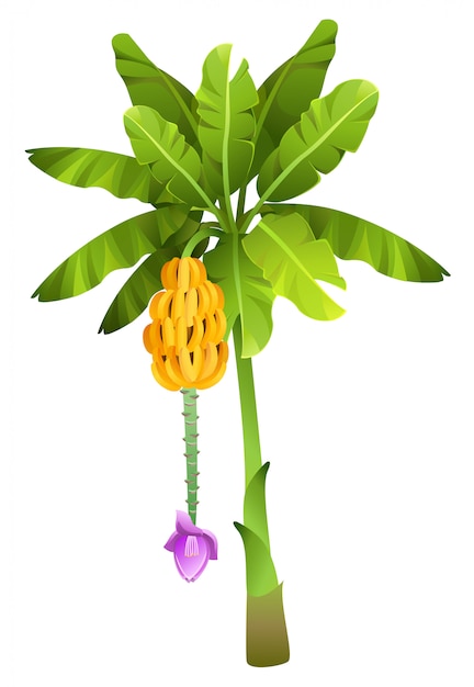banana tree clipart