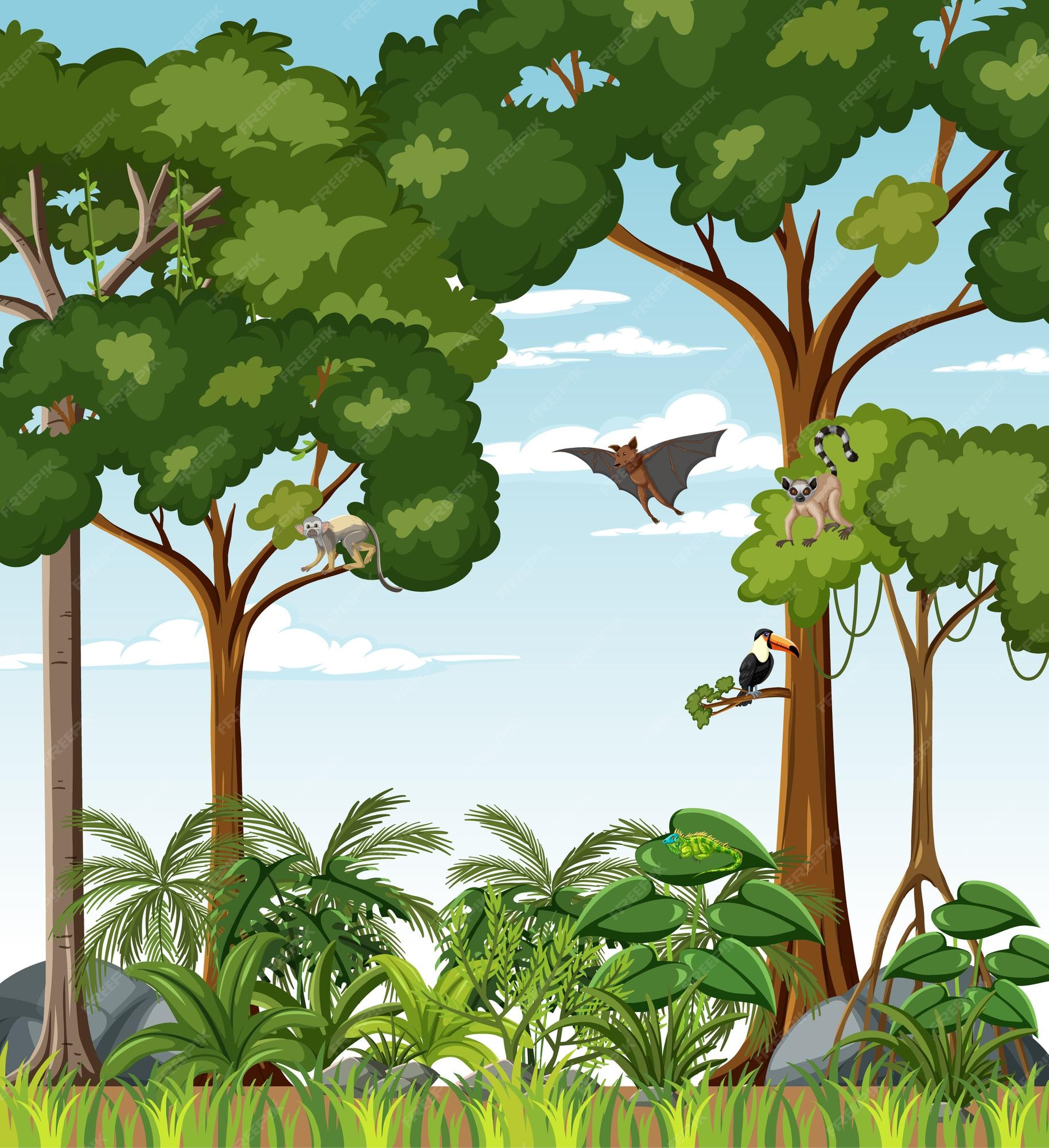 347 Amazon Rainforest High Res Illustrations Getty Images Clip Art