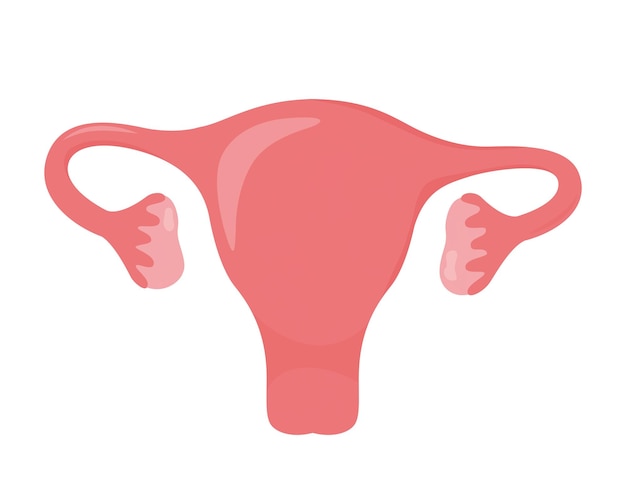 uterus clipart