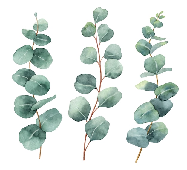 free eucalyptus clipart