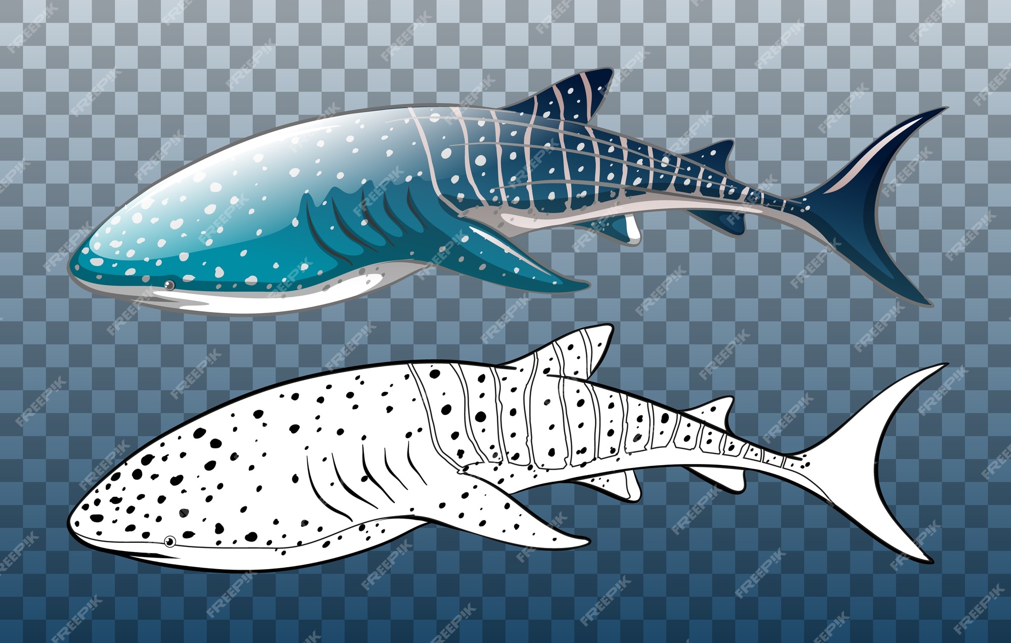Whale Shark (Agreeableness) - Seatrek Sailing Adventures