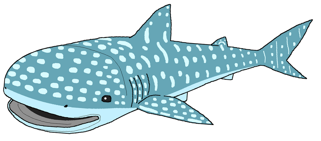 Whale Shark PNG Transparent Images Free Download | Vector Files - Clip