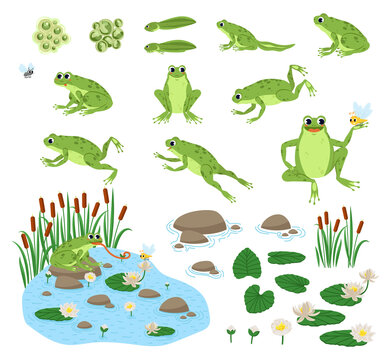 Amphibian Clipart-cute green toad eyes flying insect above its - Clip ...