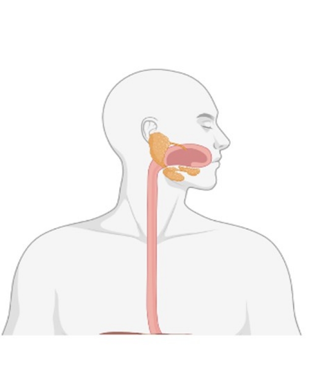 esophagus clipart