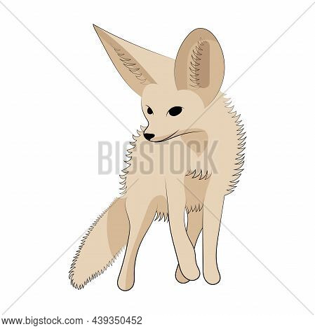 100,000 Fennec fox Vector Images | Depositphotos