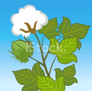 cotton plant clipart