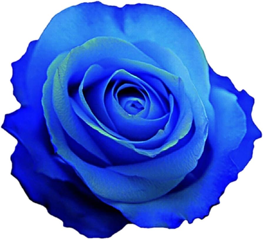 Watercolor botanical blue rose flower digital clipart, vector, png ...