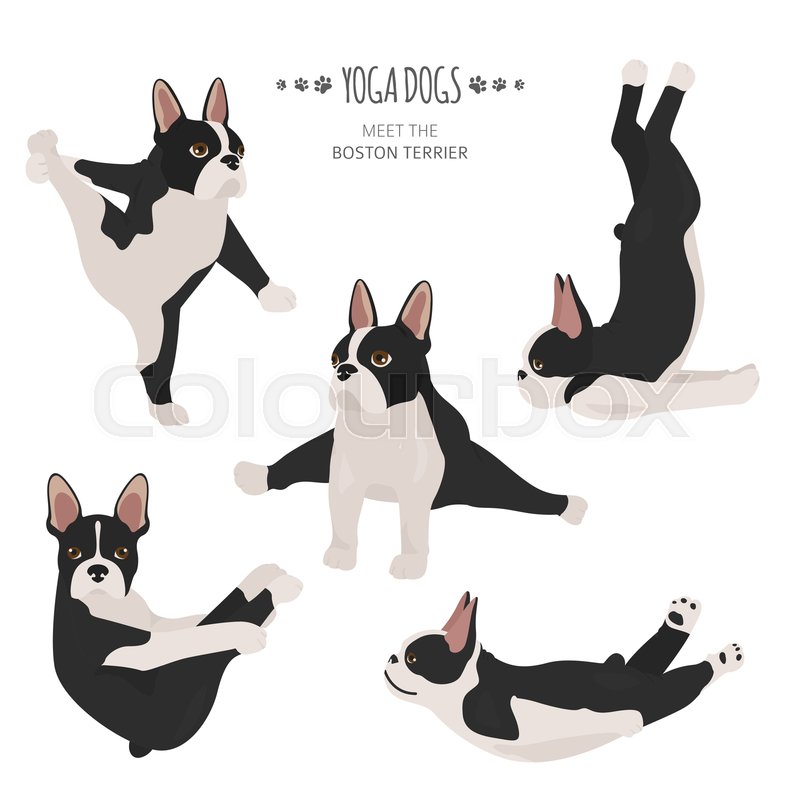 750+ Boston Terrier Illustrations, Royalty-Free Vector Graphics 