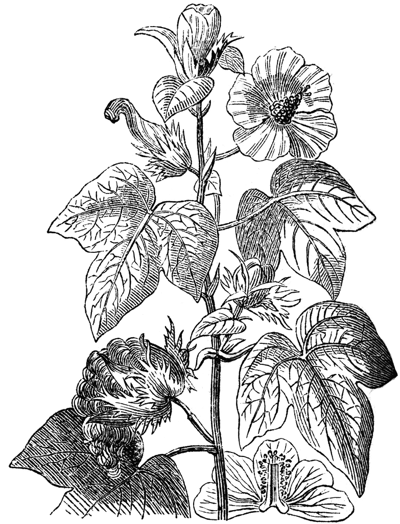 cotton plant clipart