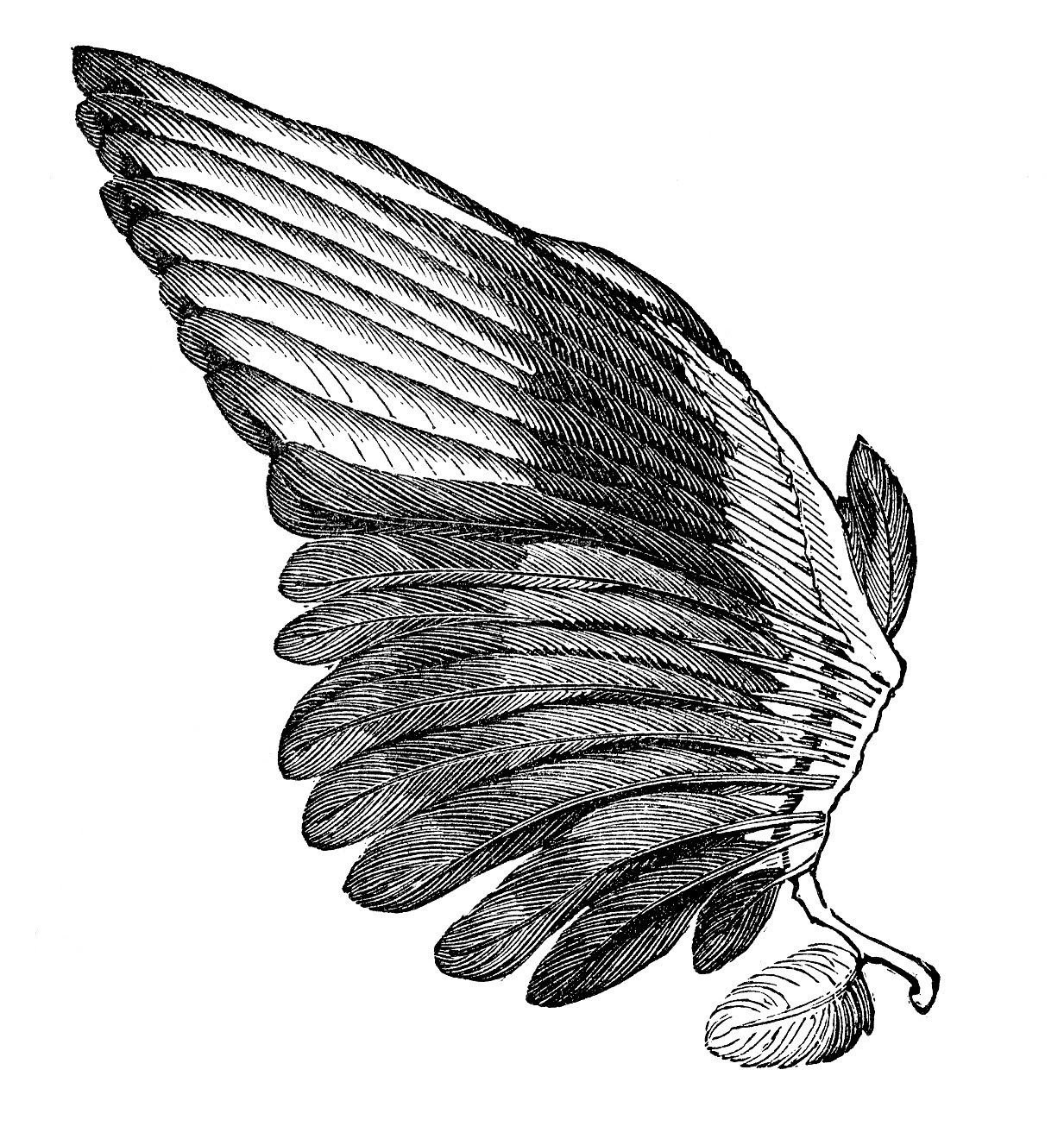 Black Wings Clipart transparent PNG - StickPNG